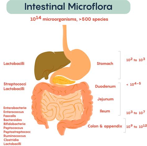 traduction bowel